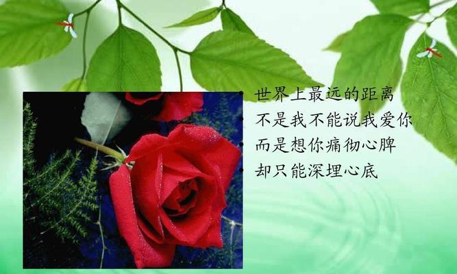 纵览爱情的美妙（表达深情，诠释美好，感受爱的力量）